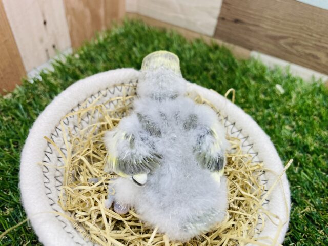 キュルキュル可愛らしいぱっちりおめめのコ👀コザクラインコのオリープパイド!! コザクラインコ(小桜インコ)