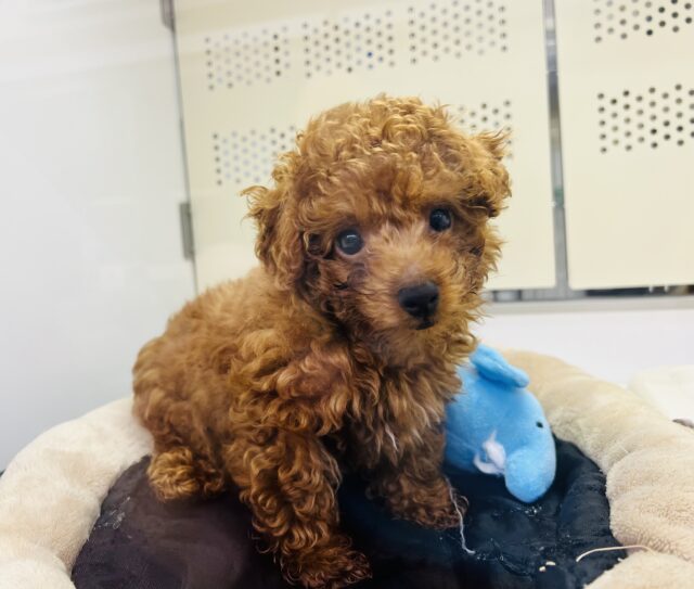 ❤甘えん坊さん❤なトイプードルの男の子 トイプードル