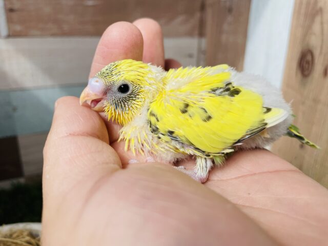 セキセイインコ
