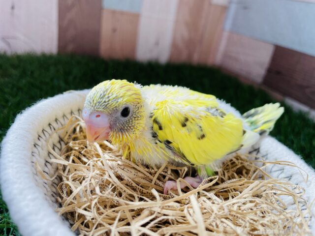 セキセイインコ