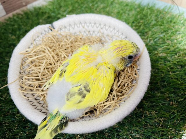 セキセイインコ