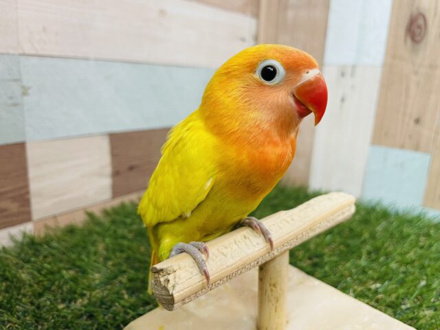 ヤマブキボタンインコ