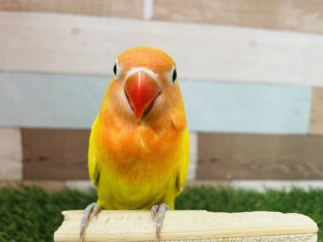 ヤマブキボタンインコ