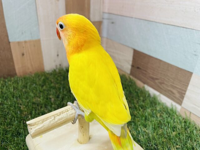 ヤマブキボタンインコ