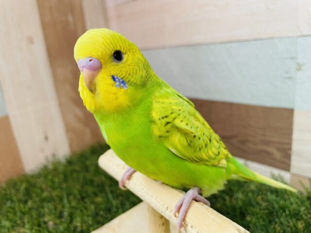 セキセイインコ