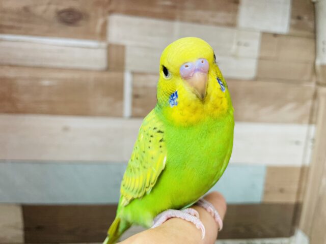 セキセイインコ