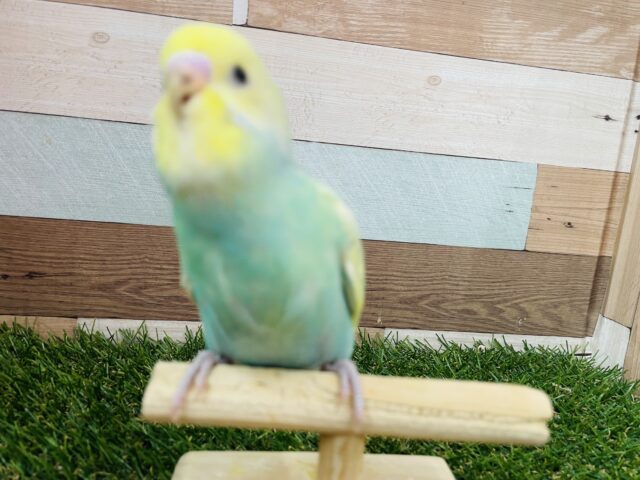 セキセイインコ