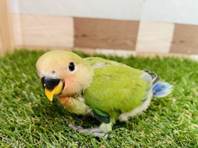 コザクラインコ（小桜インコ）