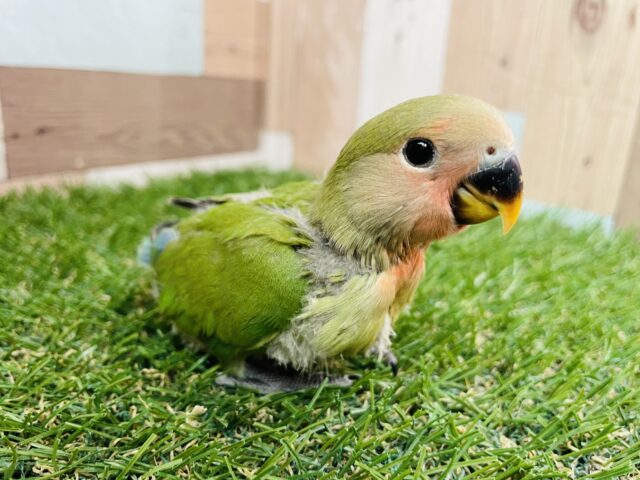 コザクラインコ（小桜インコ）