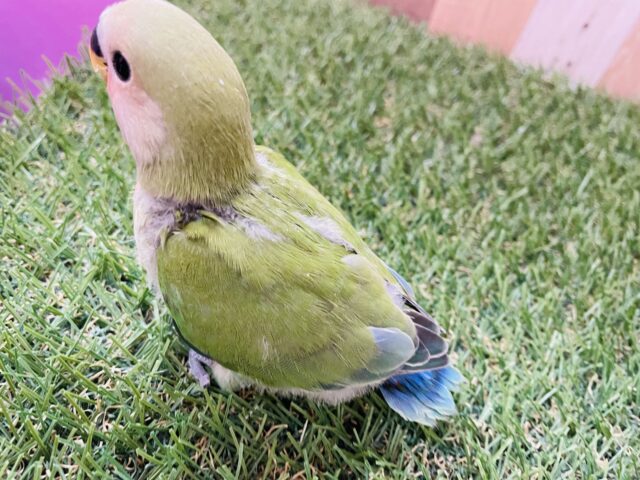 コザクラインコ（小桜インコ）