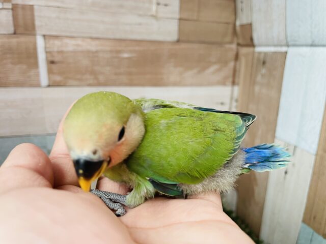 コザクラインコ（小桜インコ）