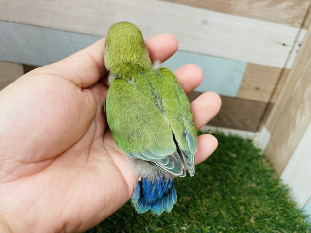 コザクラインコ（小桜インコ）