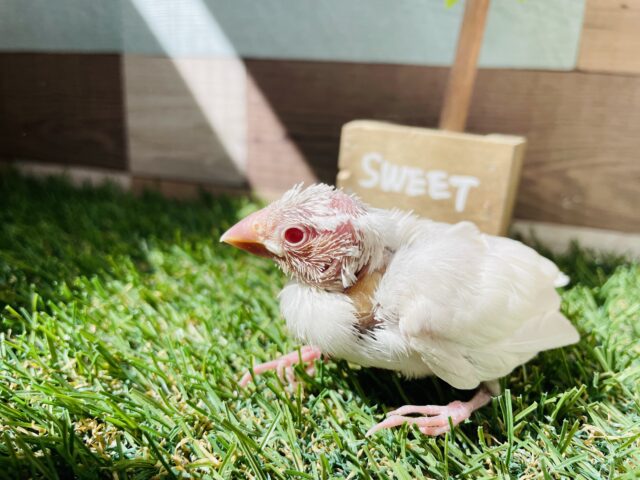 シルバーイノ文鳥