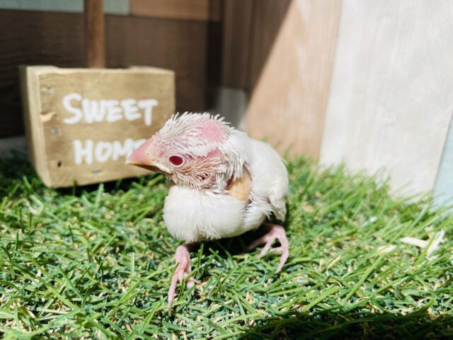 シルバーイノ文鳥