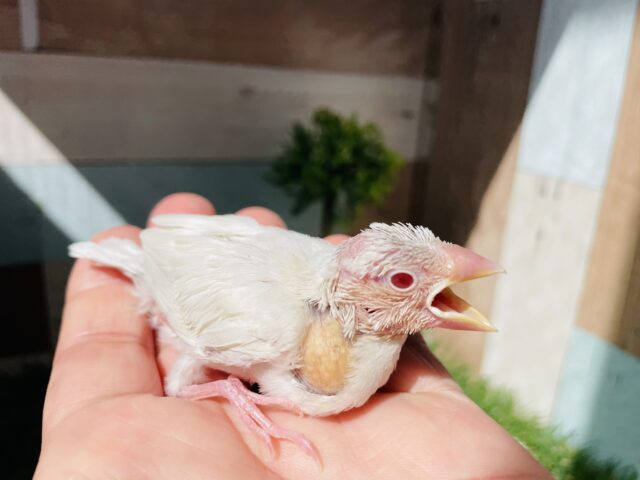 シルバーイノ文鳥