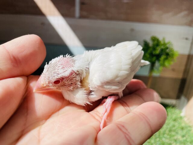 シルバーイノ文鳥