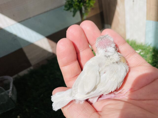 シルバーイノ文鳥