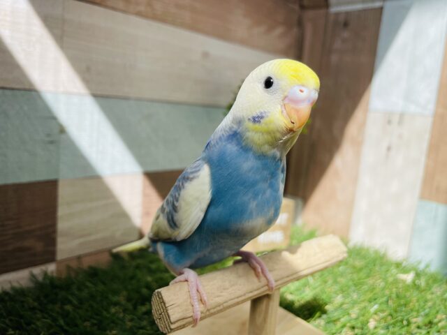 セキセイインコ