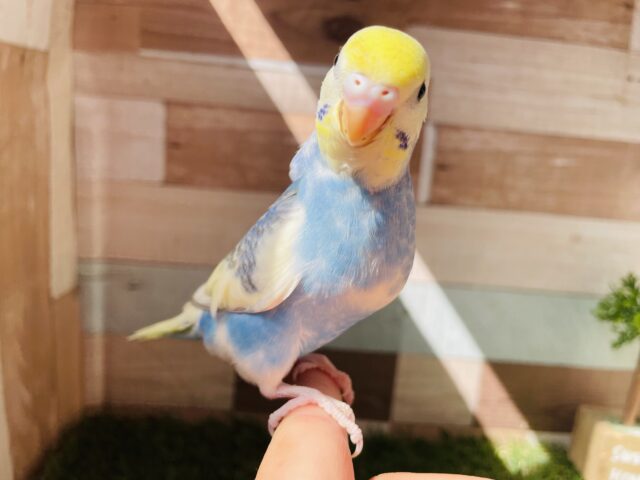 セキセイインコ