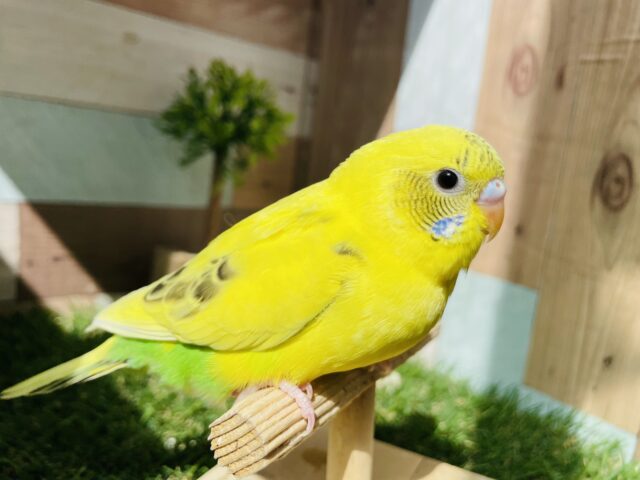 セキセイインコ