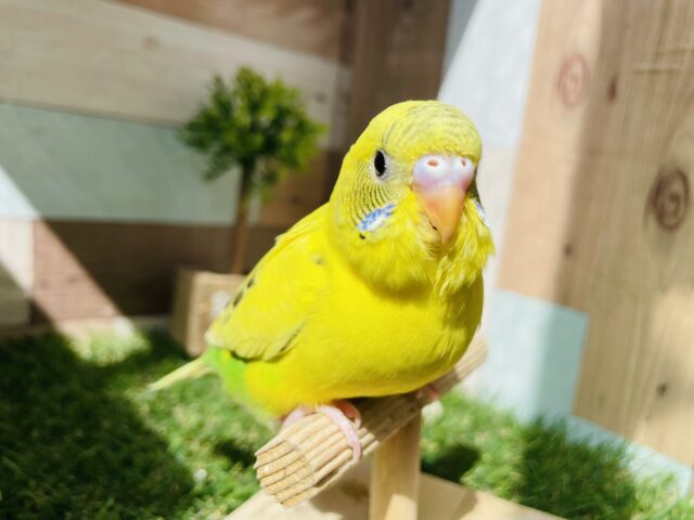 セキセイインコ