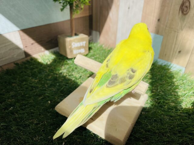 セキセイインコ