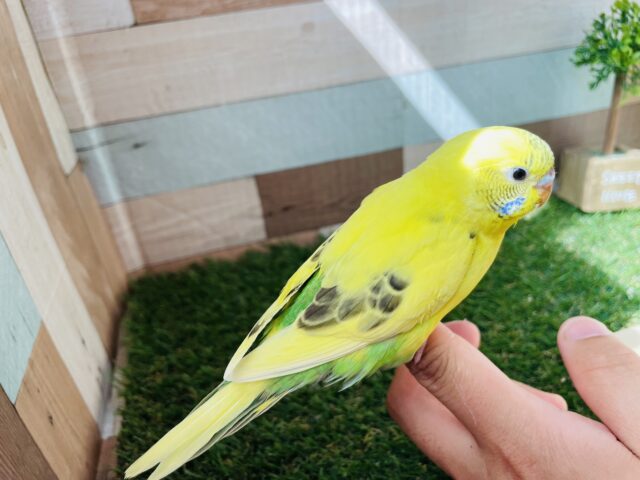 セキセイインコ