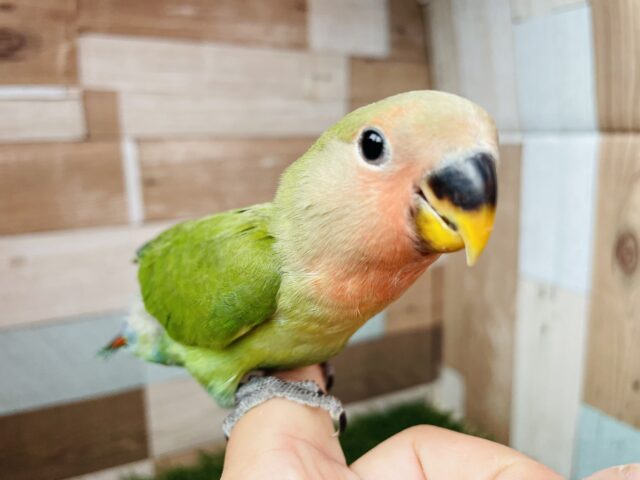 コザクラインコ（小桜インコ）