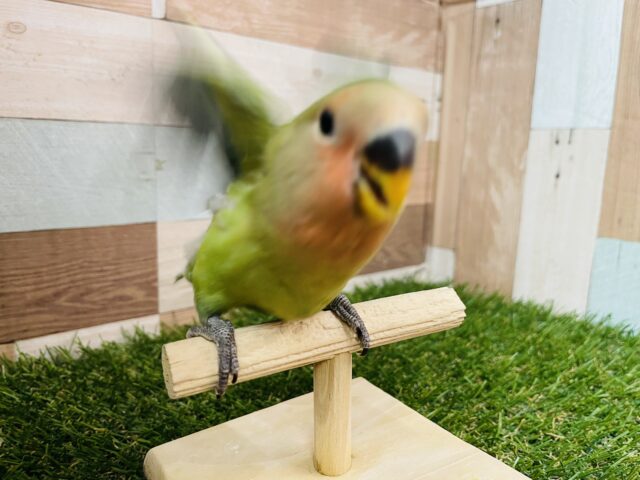 コザクラインコ（小桜インコ）