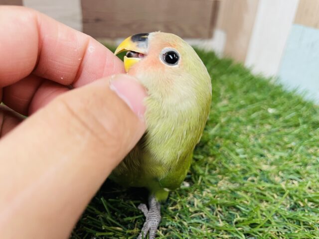 コザクラインコ（小桜インコ）