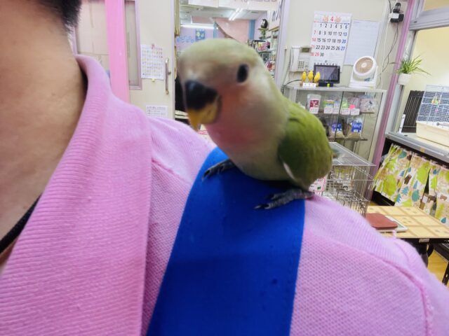 コザクラインコ（小桜インコ）