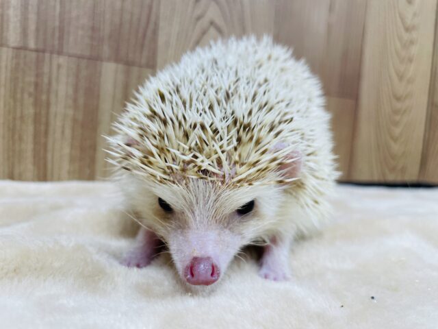 ハリネズミ（ヨツユビハリネズミ）