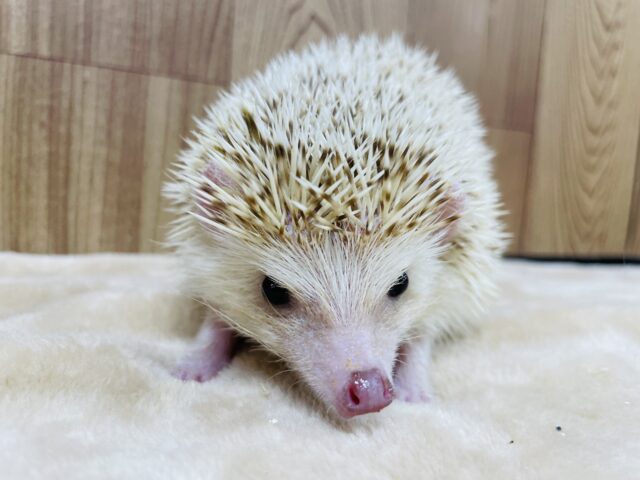 ハリネズミ（ヨツユビハリネズミ）