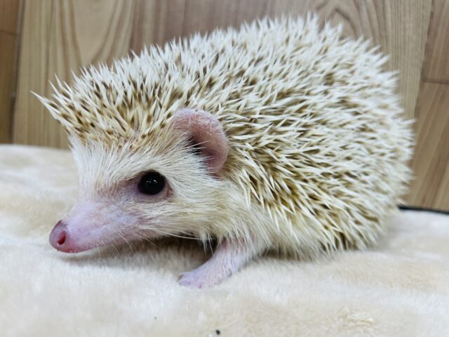 ハリネズミ（ヨツユビハリネズミ）