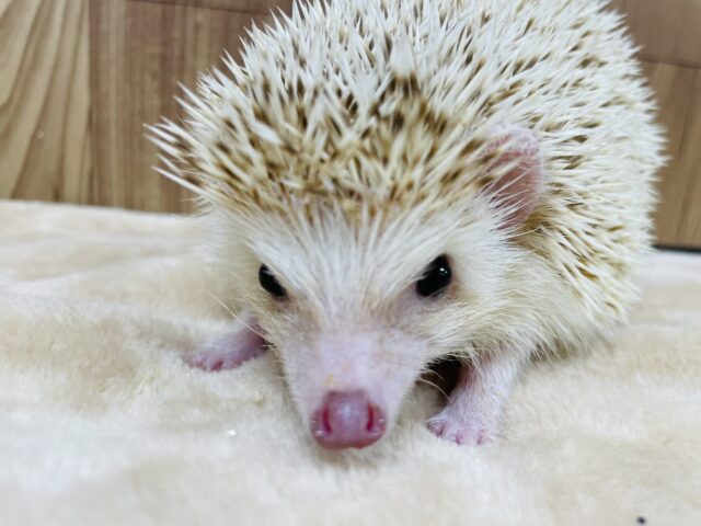 ハリネズミ（ヨツユビハリネズミ）