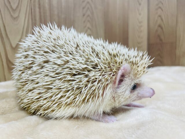 ハリネズミ（ヨツユビハリネズミ）