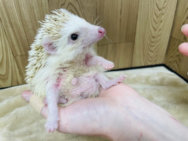 ハリネズミ（ヨツユビハリネズミ）