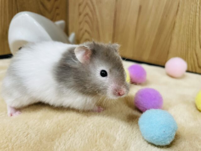 ゴールデンハムスター