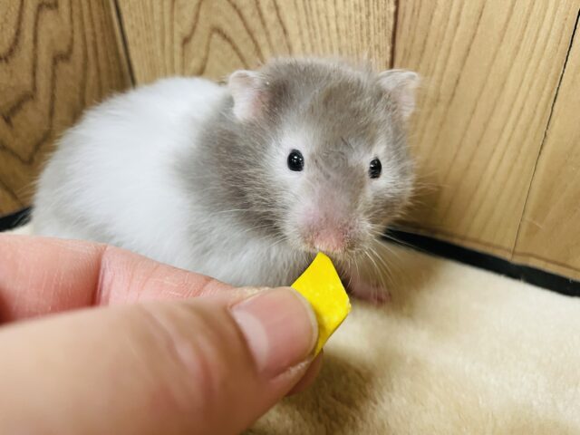 ゴールデンハムスター