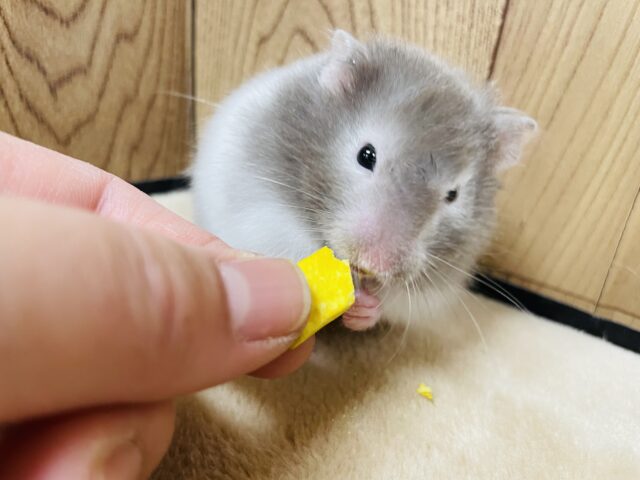 ゴールデンハムスター