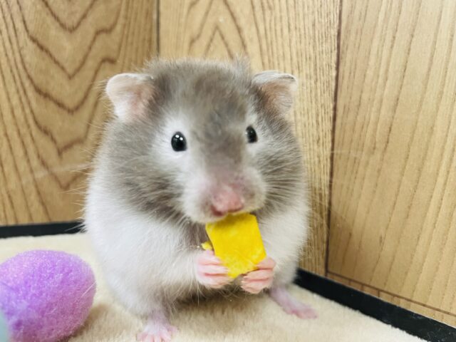 ゴールデンハムスター