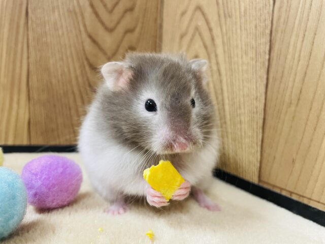 ゴールデンハムスター