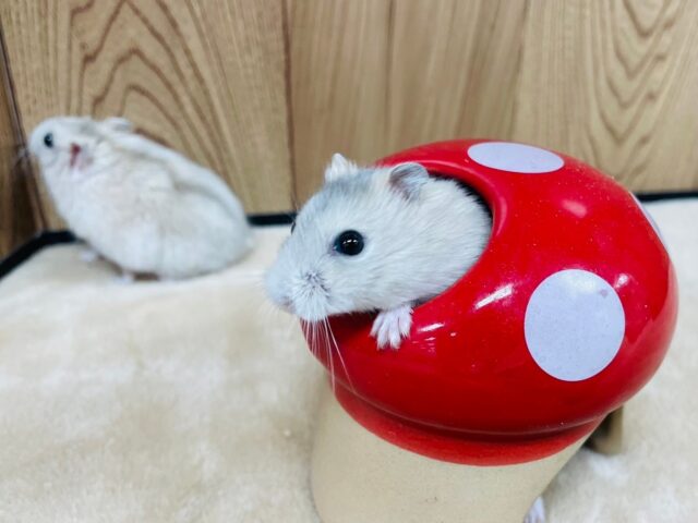 ジャンガリアン