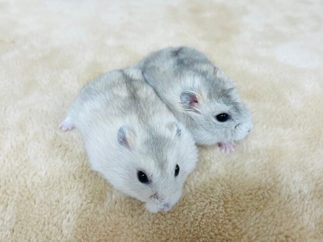 ジャンガリアン