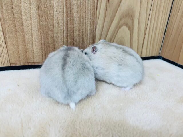 ジャンガリアン