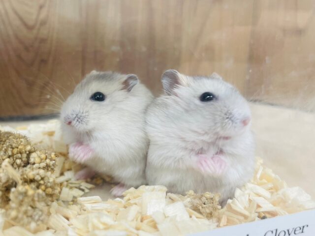 ジャンガリアン