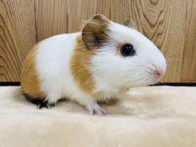 イングリッシュモルモット