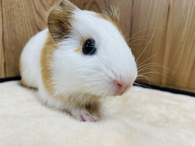 イングリッシュモルモット