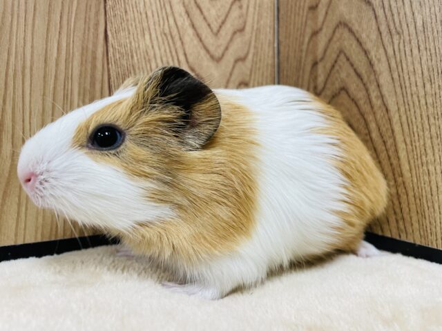 イングリッシュモルモット