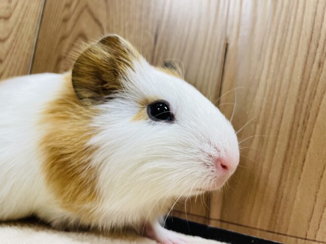 イングリッシュモルモット